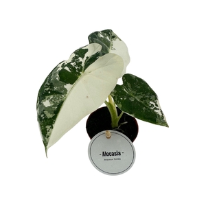 Alocasia Frydek Variegata