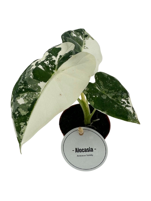 <h4>Alocasia Frydek Variegata</h4>