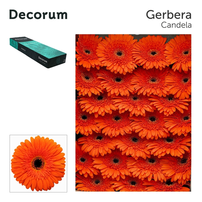 <h4>Gerbera Candela Doos</h4>