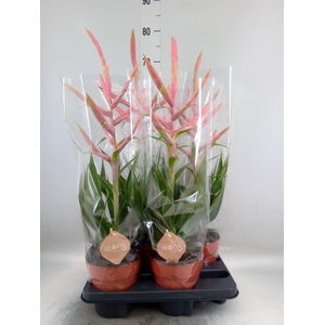 Tillandsia  'Dolce'