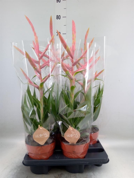 <h4>Tillandsia 'Dolce'</h4>
