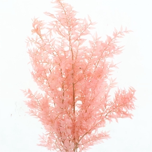 Pres Ruscus Soft Bleached Light Pink Per Stem