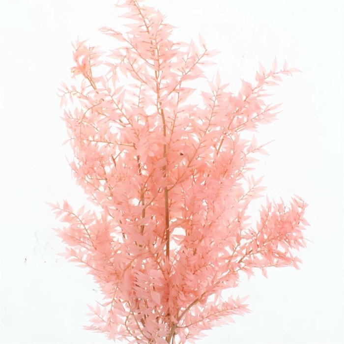 Pres Ruscus Soft Bleached Light Pink Per Stem