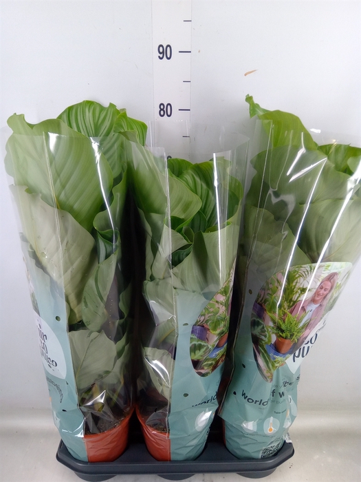 <h4>Calathea orbifolia</h4>