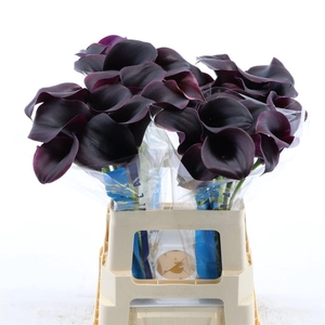 Calla Carrera