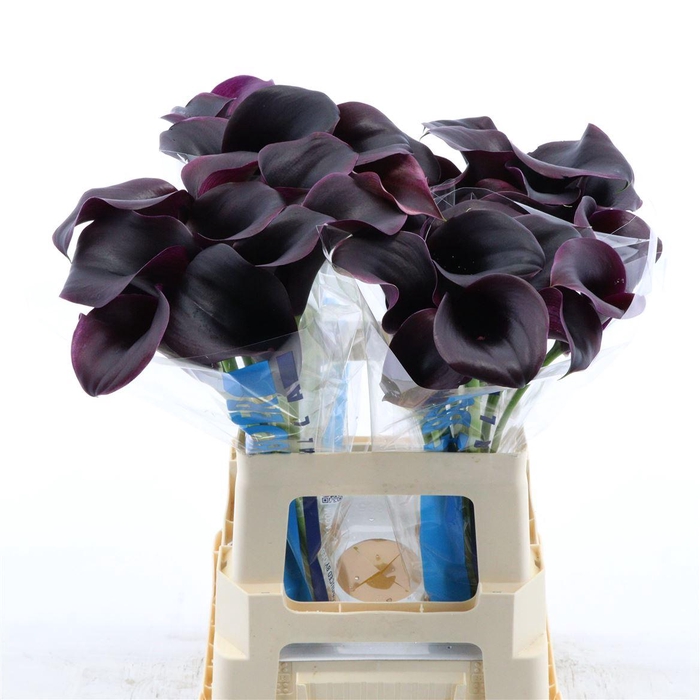 <h4>Calla Carrera</h4>