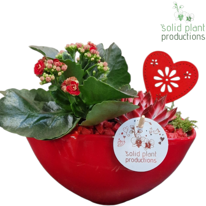 <h4>KE006 Katty Red VM</h4>