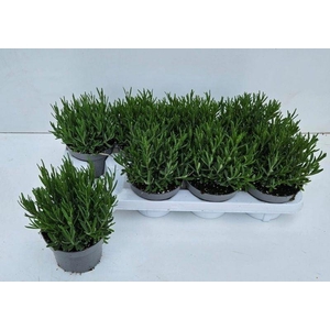 Lavandula ang. 'Essence Purple'