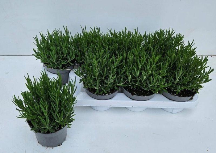 <h4>Lavandula ang. 'Essence Purple'</h4>