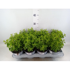 Origanum vulgare