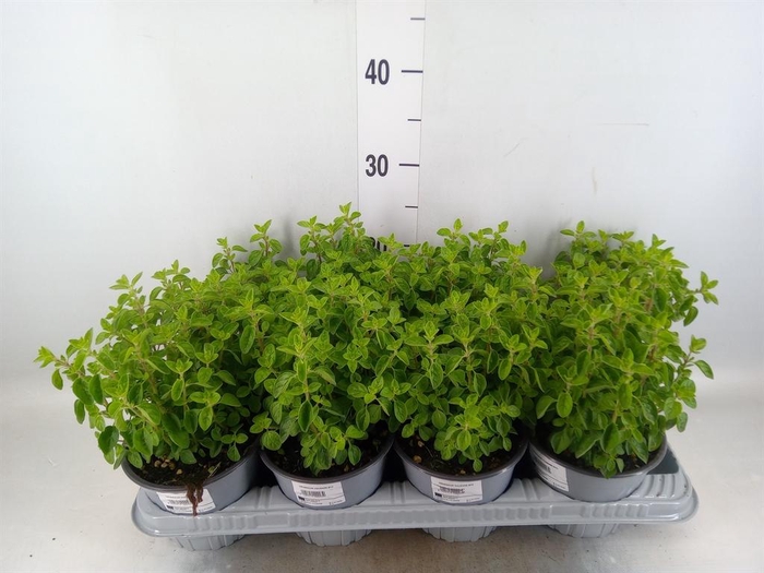 <h4>Origanum vulgare</h4>