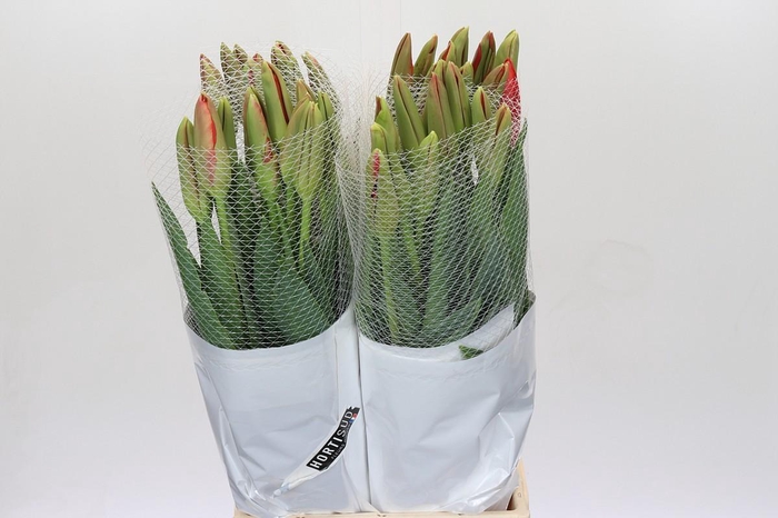 Tulipa (frans) En Rouge