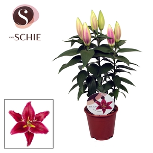 Lilium Or Magny Cours 13cm
