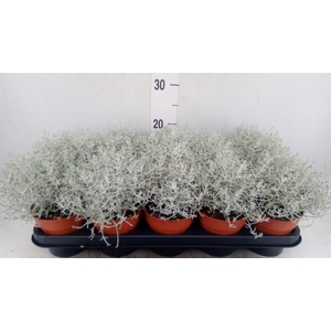 Leucophyta brownii