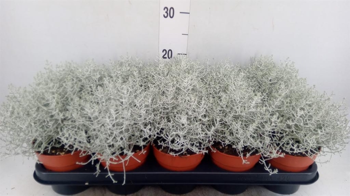 <h4>Leucophyta brownii</h4>