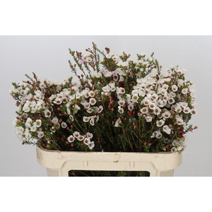 Chamelaucium Moonlight Delight