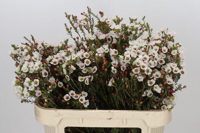 <h4>Chamelaucium Moonlight Delight</h4>