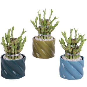 Lucky Bamboo Shape Round 2B Ø11cm Ceramic FB674