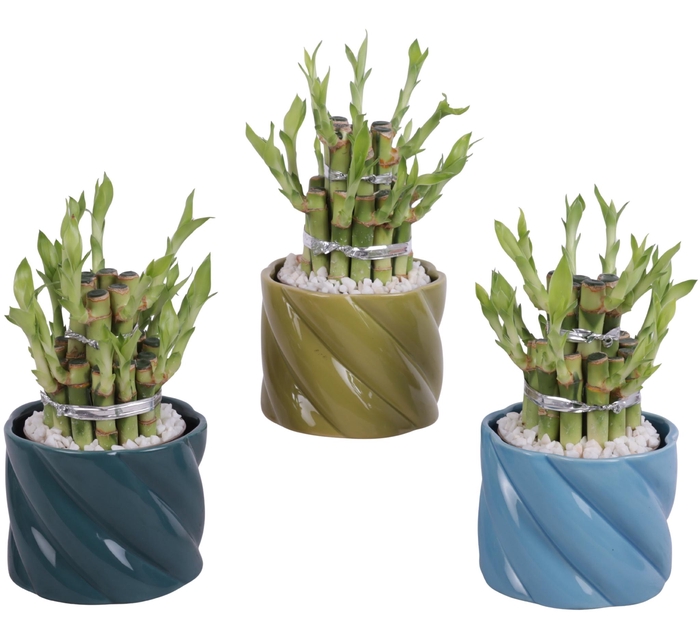 <h4>Lucky Bamboo Shape Round 2B Ø11cm Ceramic FB674</h4>