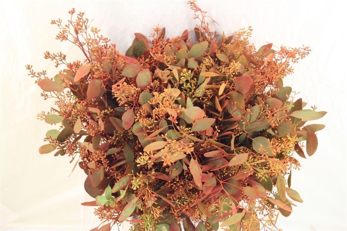 <h4>Euca Populus Berry 200gr De Luxe P Bunch</h4>