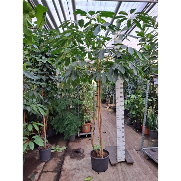 <h4>Schefflera Amate stam XL</h4>