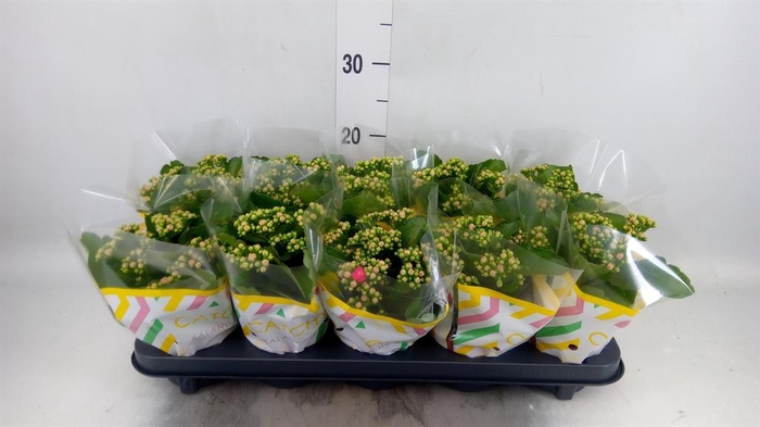 <h4>Kalanchoe blos. 'RosDon Nando'</h4>