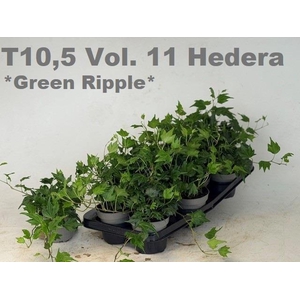 HED HE GREEN RIPPLE