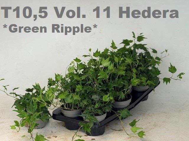 <h4>HED HE GREEN RIPPLE</h4>