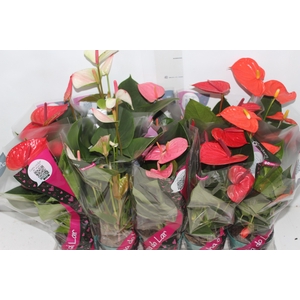 ANTHURIUM VARIADO P12