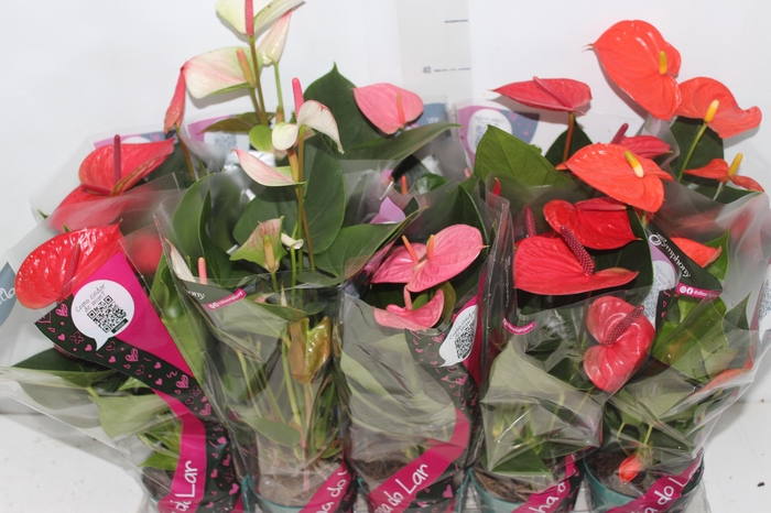 <h4>ANTHURIUM VARIADO P12</h4>