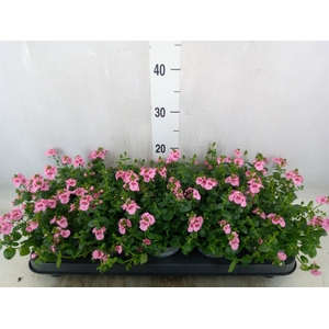 Diascia  'Ruby Field'