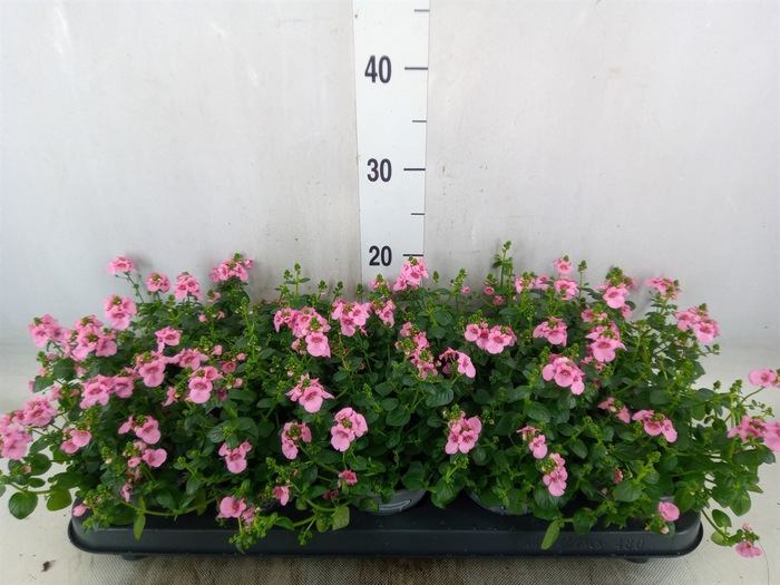 <h4>Diascia  'Ruby Field'</h4>