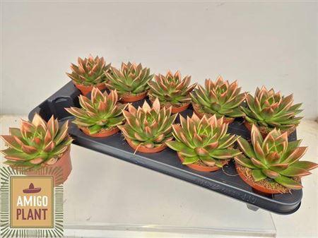 Echev Miranda Paint Copper Tip