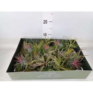 Tillandsia