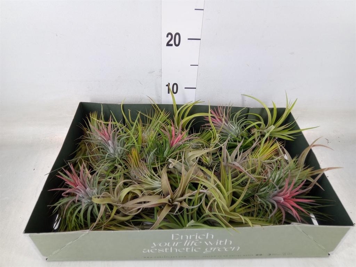 <h4>Tillandsia</h4>