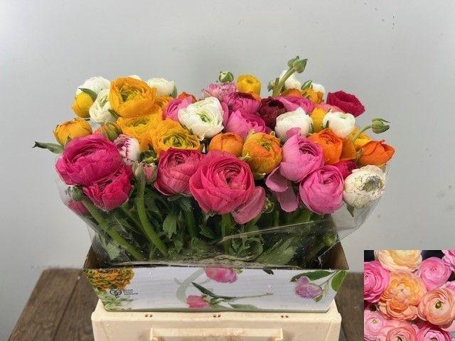 <h4>RAN GEM IN BOS</h4>