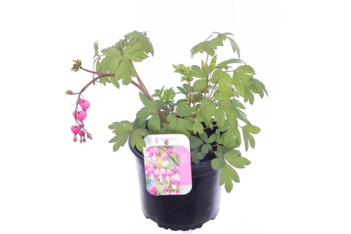 <h4>Dicentra spectabilis</h4>