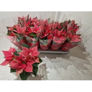 EUPH POINSETTIA MARS PINK P11