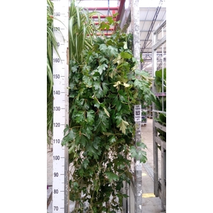 Cissus rhombifolia 'Ellen Danica'
