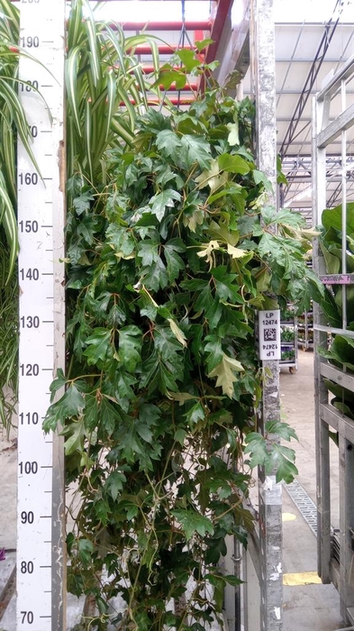 <h4>Cissus rhombifolia 'Ellen Danica'</h4>