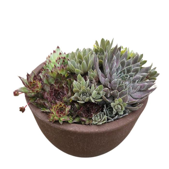 <h4>Sempervivum overig</h4>