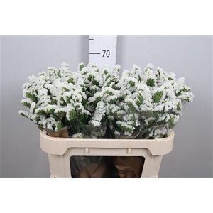 Lim S Silv Sun Birds