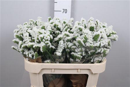 <h4>Lim S Silv Sun Birds</h4>