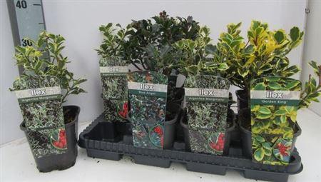 Ilex Ov