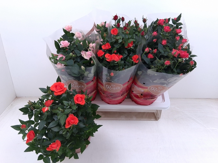 <h4>RO FAV RO GEM 4 SRT</h4>