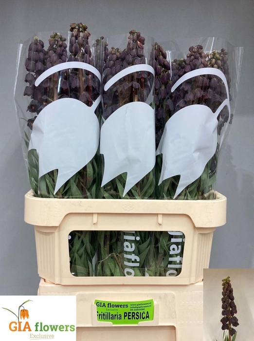 <h4>FRIT PERSICA</h4>