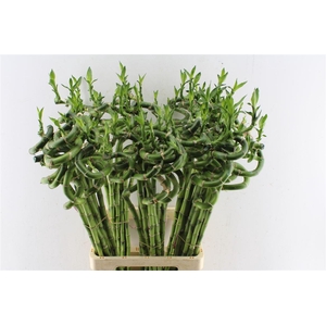 Drac S Lucky Bamboo