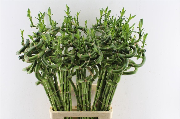<h4>Drac S Lucky Bamboo</h4>