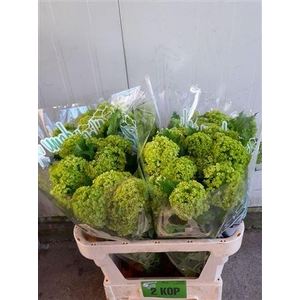Viburnum Roseum St 2 Head