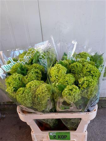 <h4>Viburnum Roseum St 2 Head</h4>